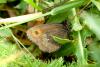 Erebia euryale